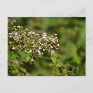 Bee on flower briefkaart