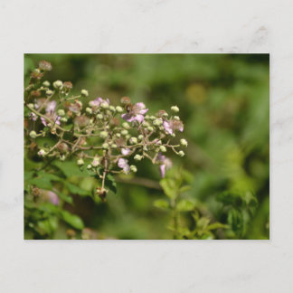 Bee on flower briefkaart