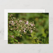 Bee on flower briefkaart (Voorkant / Achterkant)