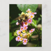 "Bee on Lantana." Carte postale (Devant)