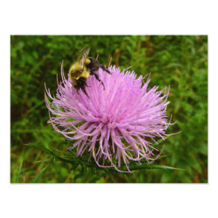 Bee on Thistle Flower Natuur Foto Afdruk