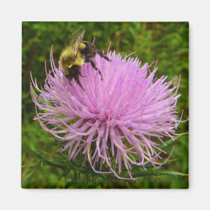 Bee on Thistle Flower Natuur Magneet