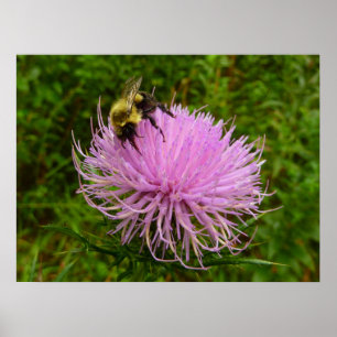 Bee on Thistle Flower Natuur Poster