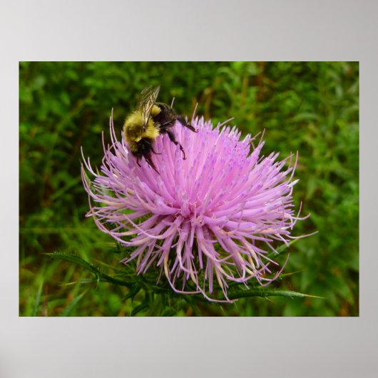 Bee on Thistle Flower Natuur Poster (Voorkant)