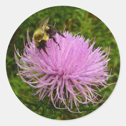 Bee on Thistle Flower Natuur Ronde Sticker (Voorkant)