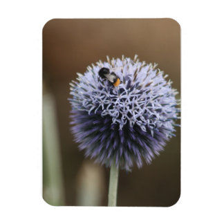 Bee op Allium magnet Magneet