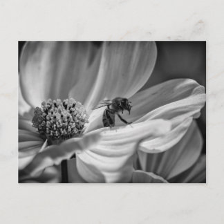 Bee op Cosmo Flower - Briefkaart