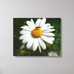 Bee op Daisy Alaskan Summer Natuur Foto Canvas Afdruk