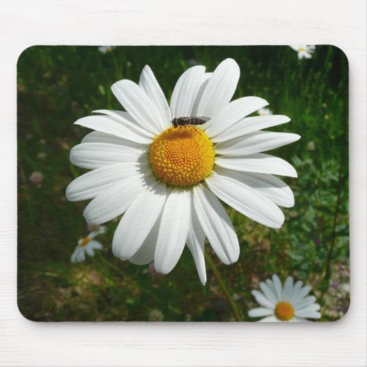 Bee op Daisy Alaskan Summer Natuur Foto Muismat (Voorkant)