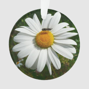Bee op Daisy Alaskan Summer Natuur Foto Ornament