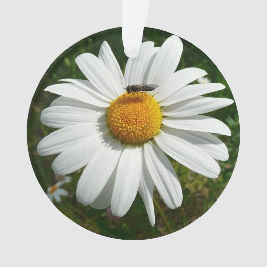 Bee op Daisy Alaskan Summer Natuur Foto Ornament (voorkant)