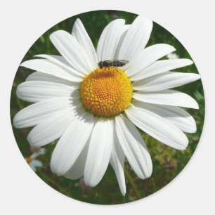 Bee op Daisy Alaskan Summer Natuur Foto Ronde Sticker