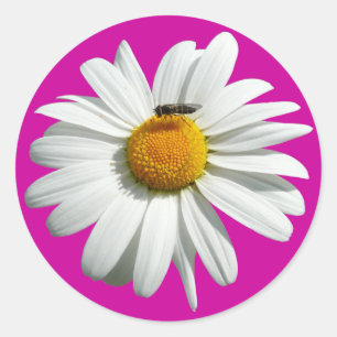 Bee op Daisy Alaskan Summer Natuur Foto Ronde Sticker