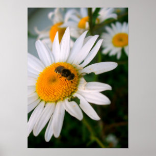 Bee op een Daisy Poster