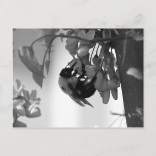 Bee op een Redbud Bloom Briefkaart