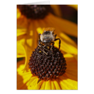 Bee op een zwarte Eyed Susan