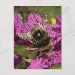 Bee op Fireweed, Unalaska Island Briefkaart