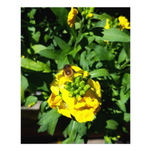 Bee op gele bloemen foto afdruk
