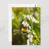 Bee op Lucky White Heather Briefkaart (Voorkant / Achterkant)