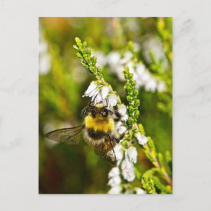 Bee op Lucky White Heather Briefkaart
