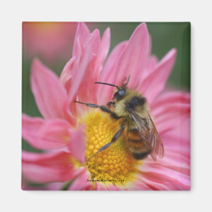 Bee op roze Daisy Flower Photo Magnet Magneet