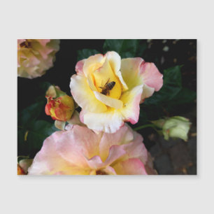 Bee op roze gele rozenbloemen