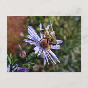 Bee Poscard Briefkaart