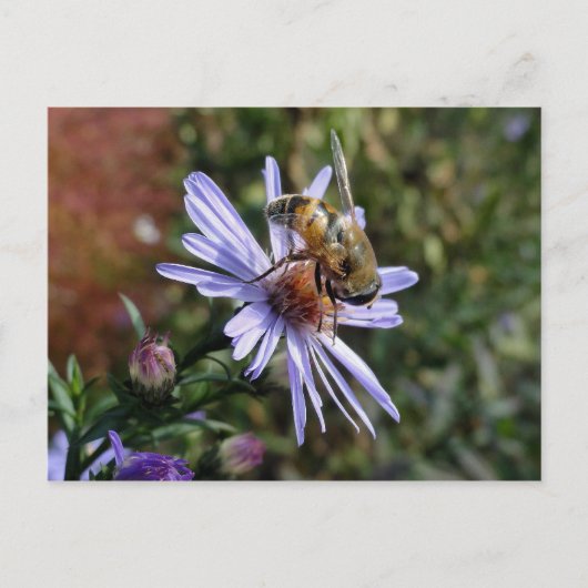 Bee Poscard Briefkaart (Voorkant)