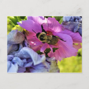 BEE SUR UNE CARTE POSTALE HIBISCUS ROSE
