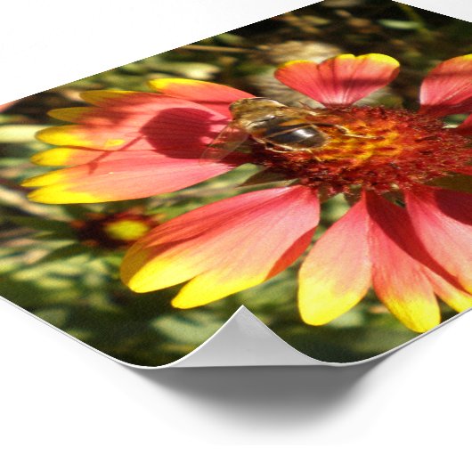 Bee zit op een maagkern poster (Hoek)