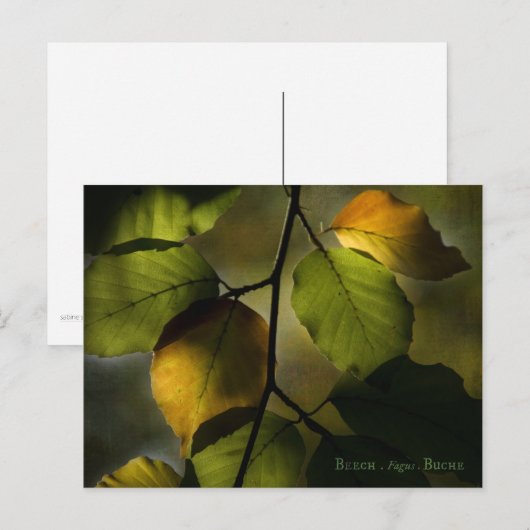 Beech Briefkaart (Voorkant / Achterkant)
