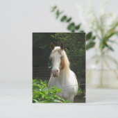 Beedahwas Briefkaart (Staand voorkant)