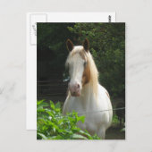 Beedahwas Briefkaart (Voorkant / Achterkant)