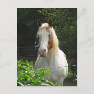 Beedahwas Briefkaart