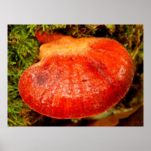 Beefsteak Fungus Poster (Voorkant)