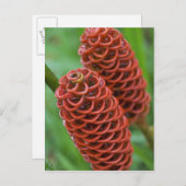 Beehive Ginger, Zingiber spectabile), Briefkaart (Voorkant / Achterkant)