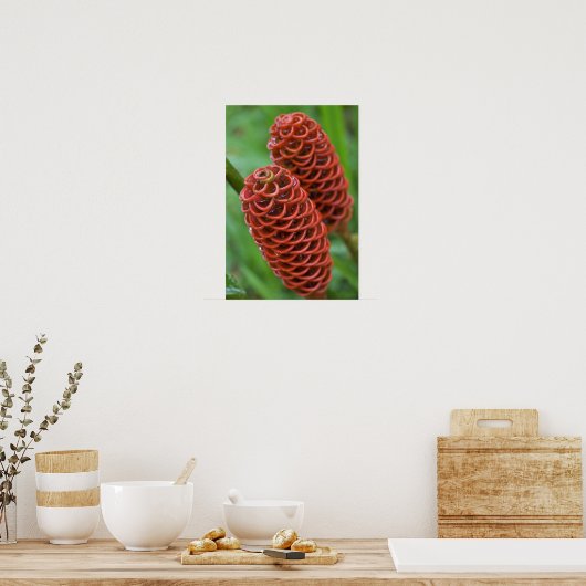 Beehive Ginger, Zingiber spectabile), Poster (Keuken)