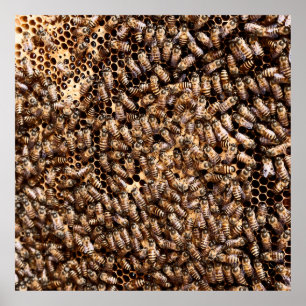 BEEHIVE POSTER