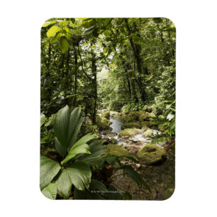 beek in het regenwoud, Dominica Magneet