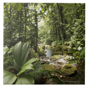 beek in het regenwoud, Dominica Tegeltje