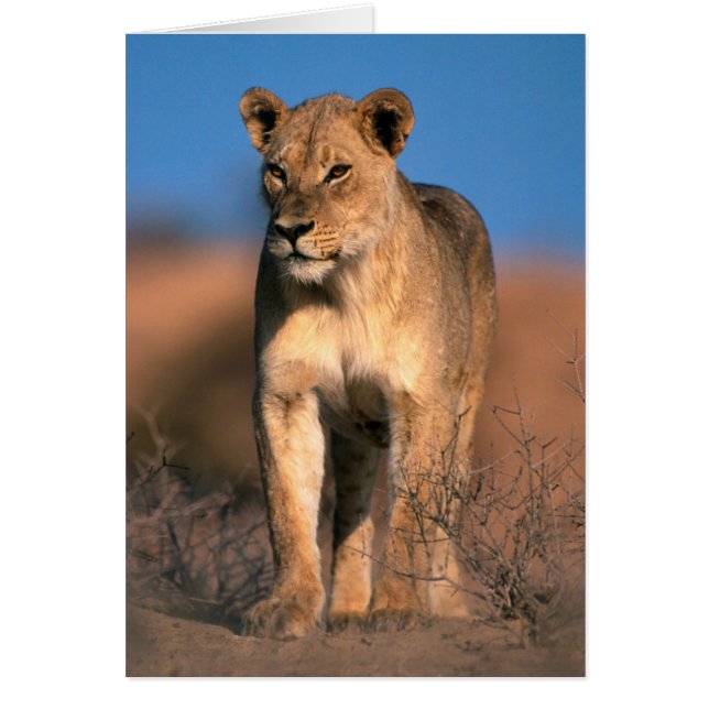 Beeltenis: Lioness (Panthera Leo) (Voorkant)