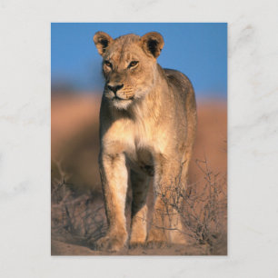 Beeltenis: Lioness (Panthera Leo) Briefkaart
