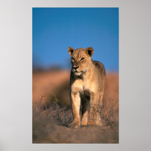 Beeltenis: Lioness (Panthera Leo) Poster
