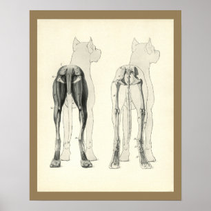 Beenbeen Skeletspier Anatomie Afdrukken Poster