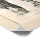 Beenspieren  anatomie Afdrukken Poster (Hoek)