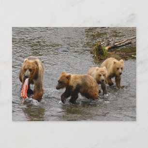 Beer en 3 welpen, Brooks Herfsten Alaska Briefkaart