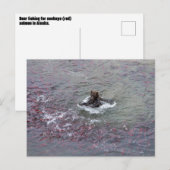 Beer Gevist voor zalm in Alaska Briefkaart (Voorkant / Achterkant)