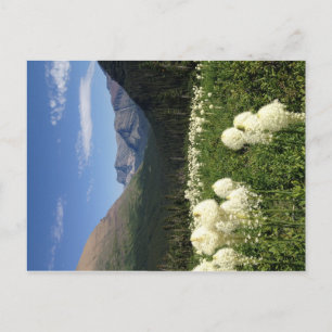 Beer Grass Glacier National Park Briefkaart