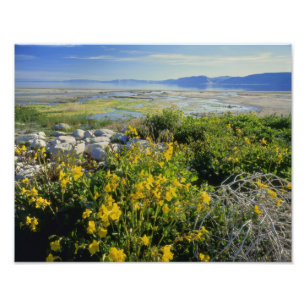 BEER LAKE, UT, US, apenbloem en tumbleweed, Foto Afdruk