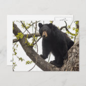 Beer met klimmen briefkaart (Voorkant / Achterkant)